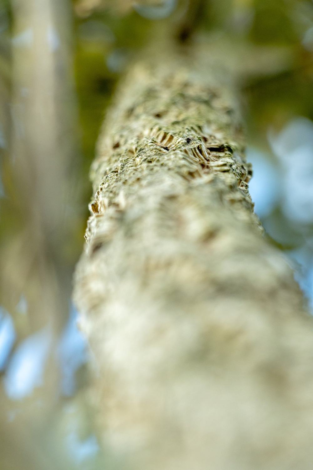 Oak bark and turning leaves