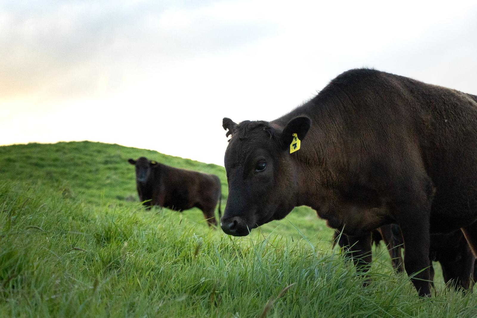 Shine, the first cow of the Litherland herd, with her calf