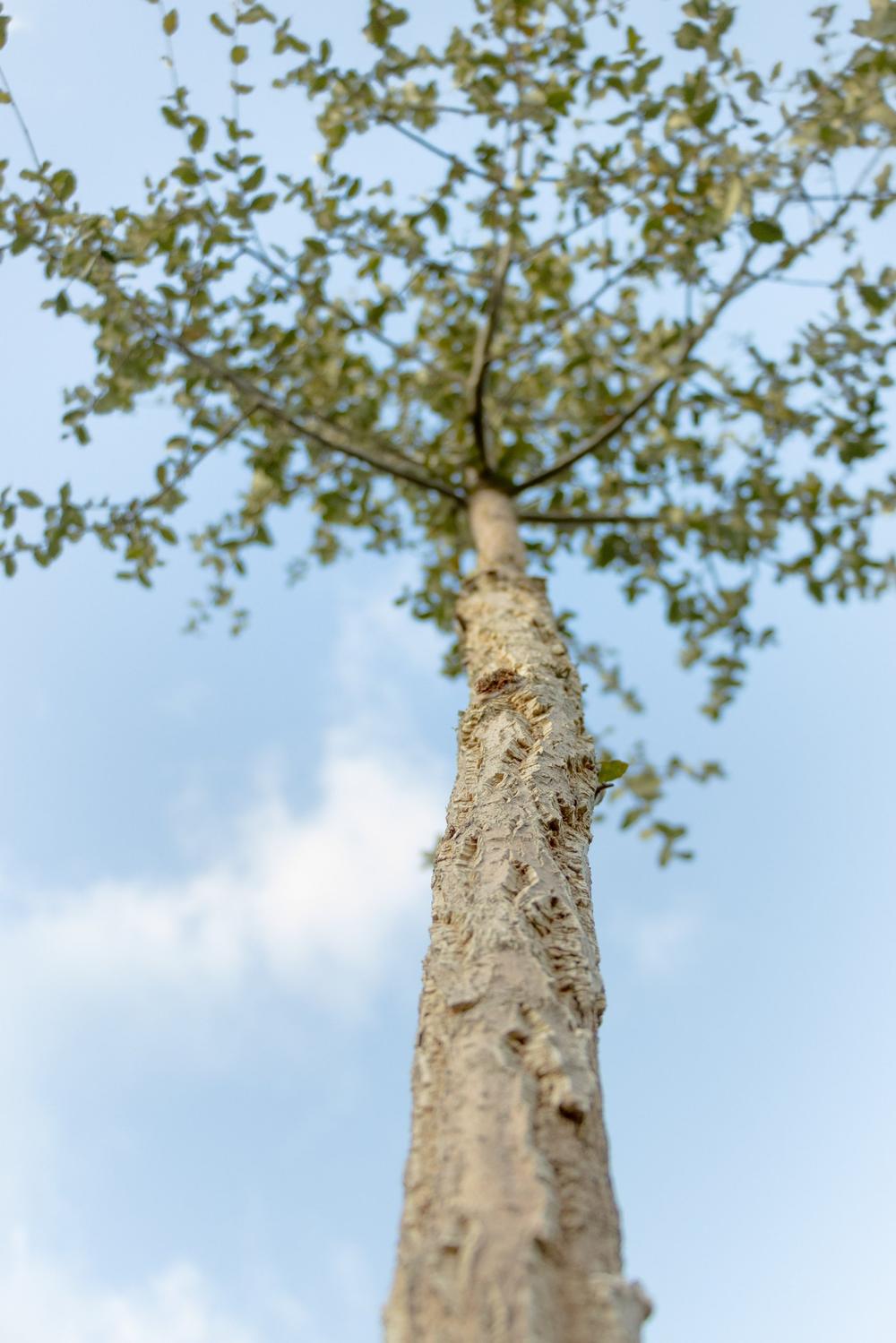 Holm Oak, an inoculated truffle host tree
