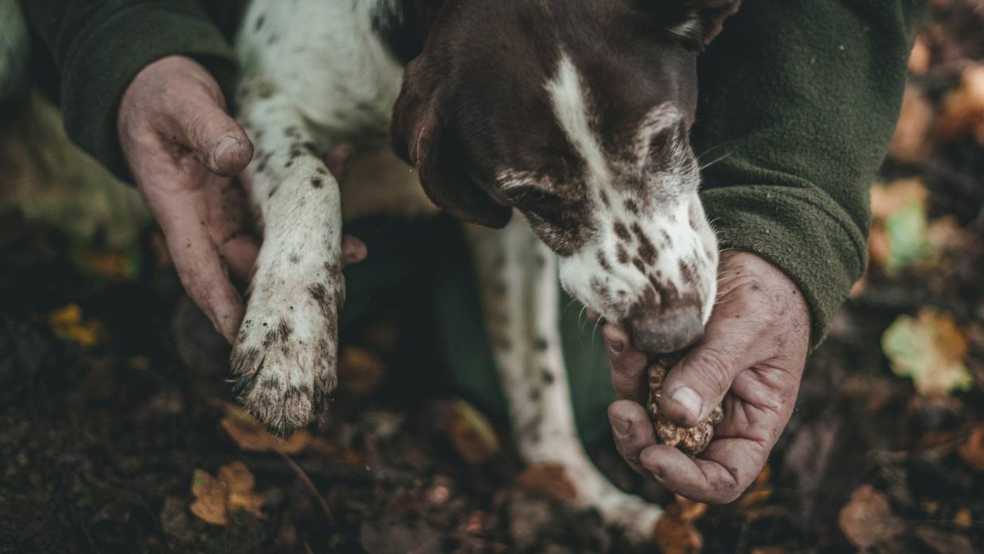 A truffle dog at work in the leaf litter
