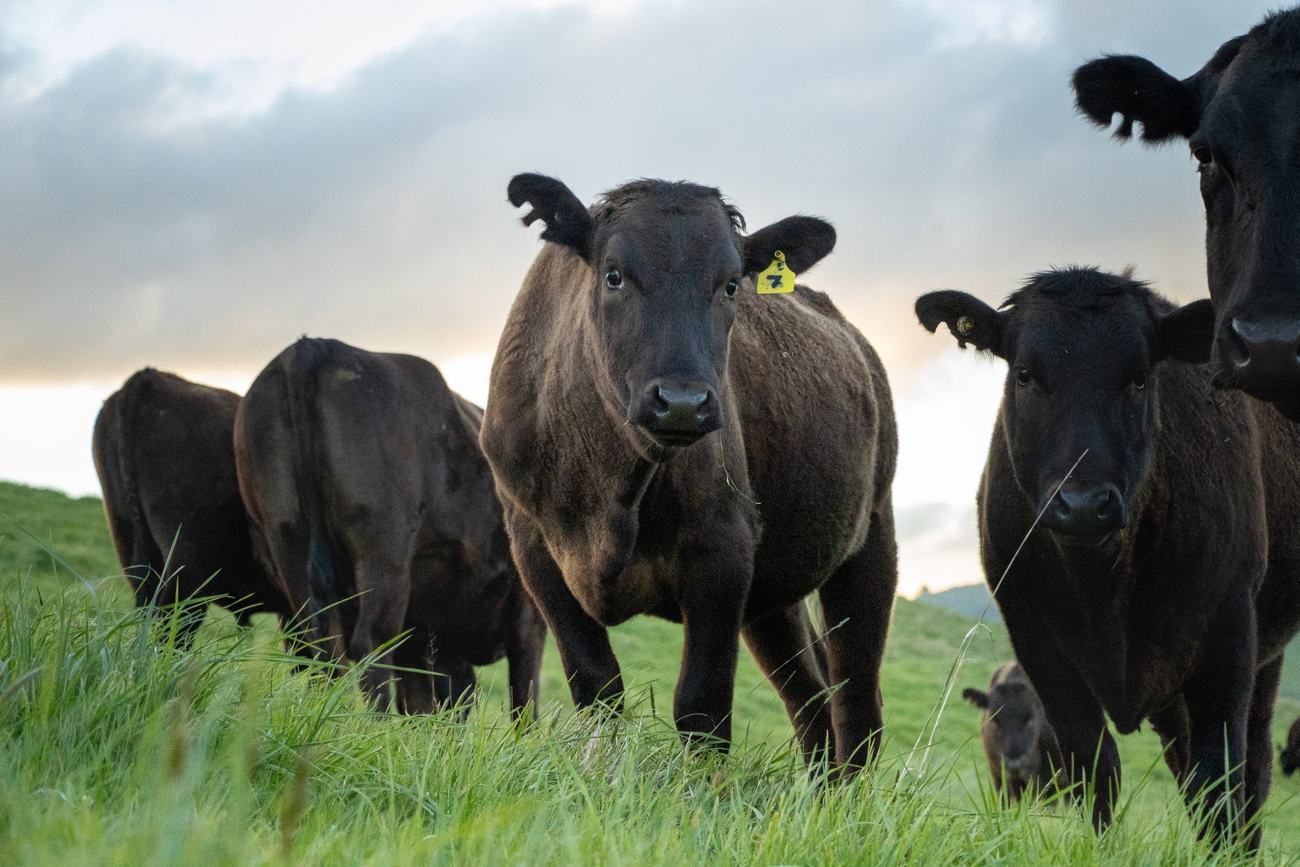 The wagyu herd