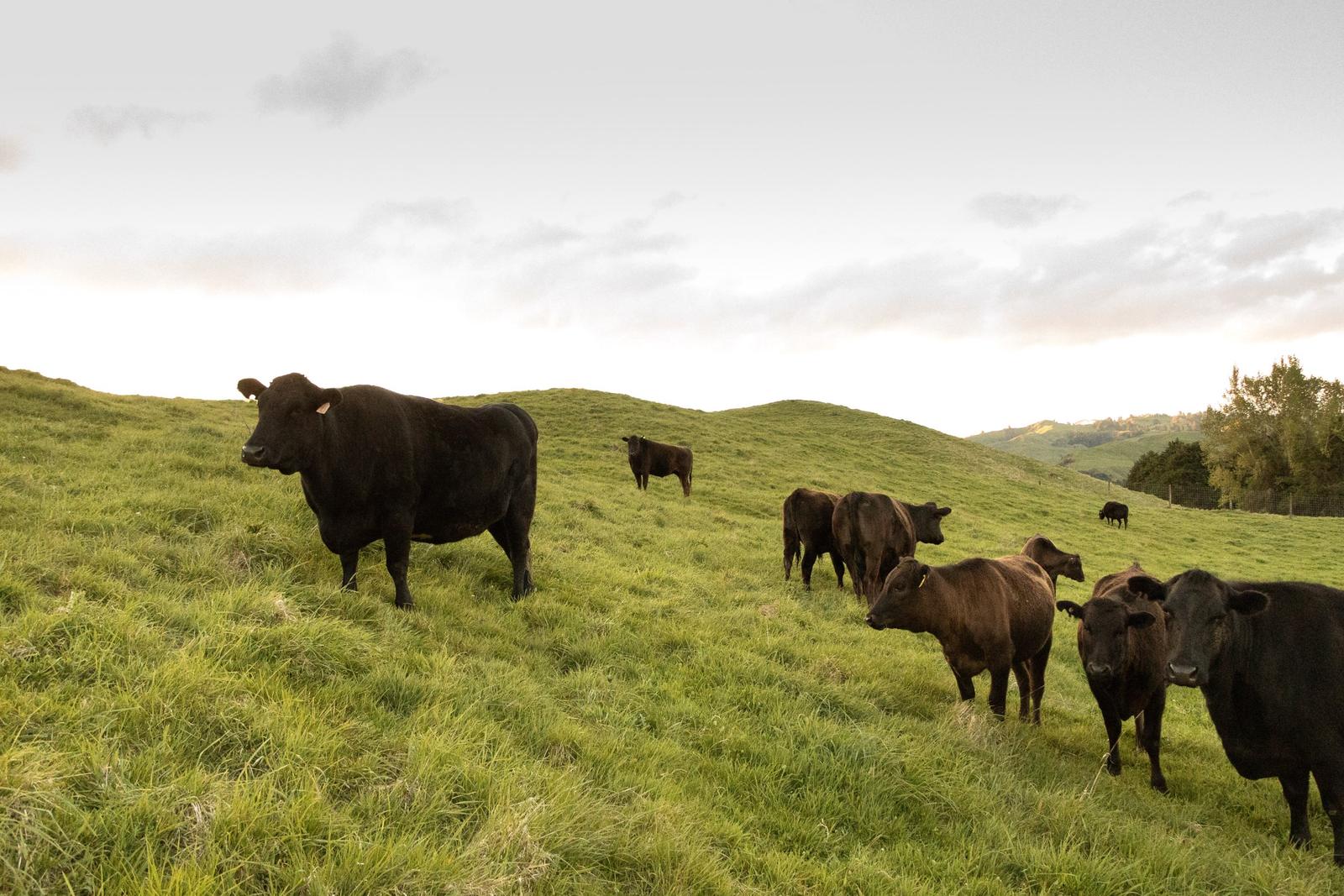 The farm's hill country