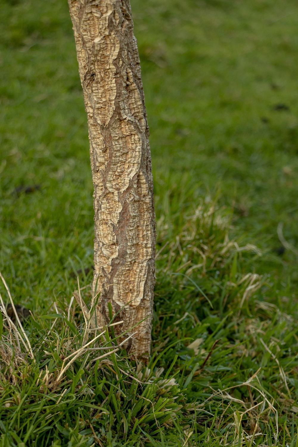 Cork Oak, an inoculated truffle host tree