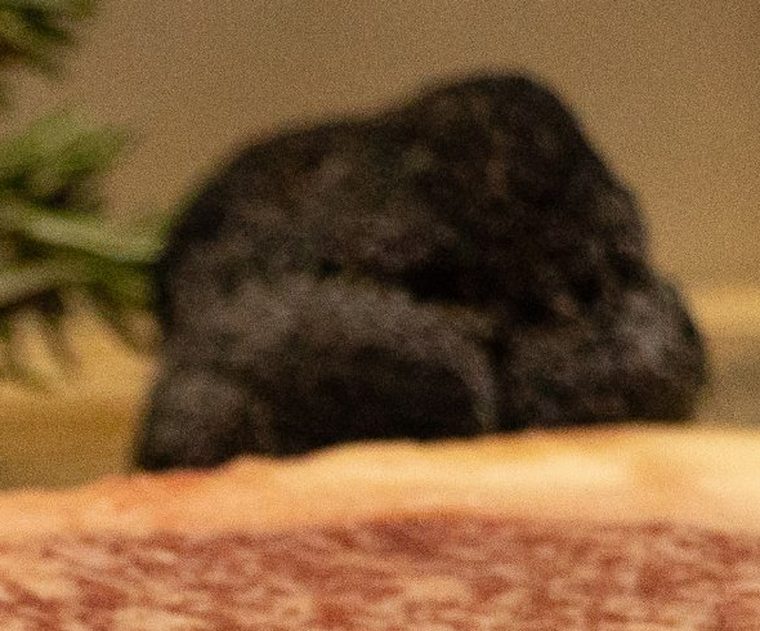 50g Truffle of fresh Périgord black truffle